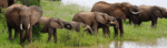 herd of elephants 1 150x44